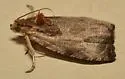 Inornate Olethreutes - Hodges#2788 - photo 5