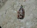Lacuna Moth - Hodges#2826 - Olethreutes lacunanum