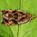 Lacuna Moth - Hodges#2826 - photo 2