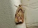 Lacuna Moth - Hodges#2826 - photo 3
