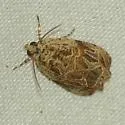 Lacuna Moth - Hodges#2826 - photo 4