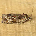 Lacuna Moth - Hodges#2826 - photo 5