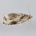 Olethreutes mediopartitum - Hodges#2790