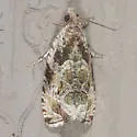 Olethreutes mediopartitum - Hodges#2790 - photo 2