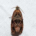 Olethreutes melanomesum - Hodges#2811 - Olethreutes melanomesum