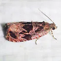 Olethreutes melanomesum - Hodges#2811 - photo 2