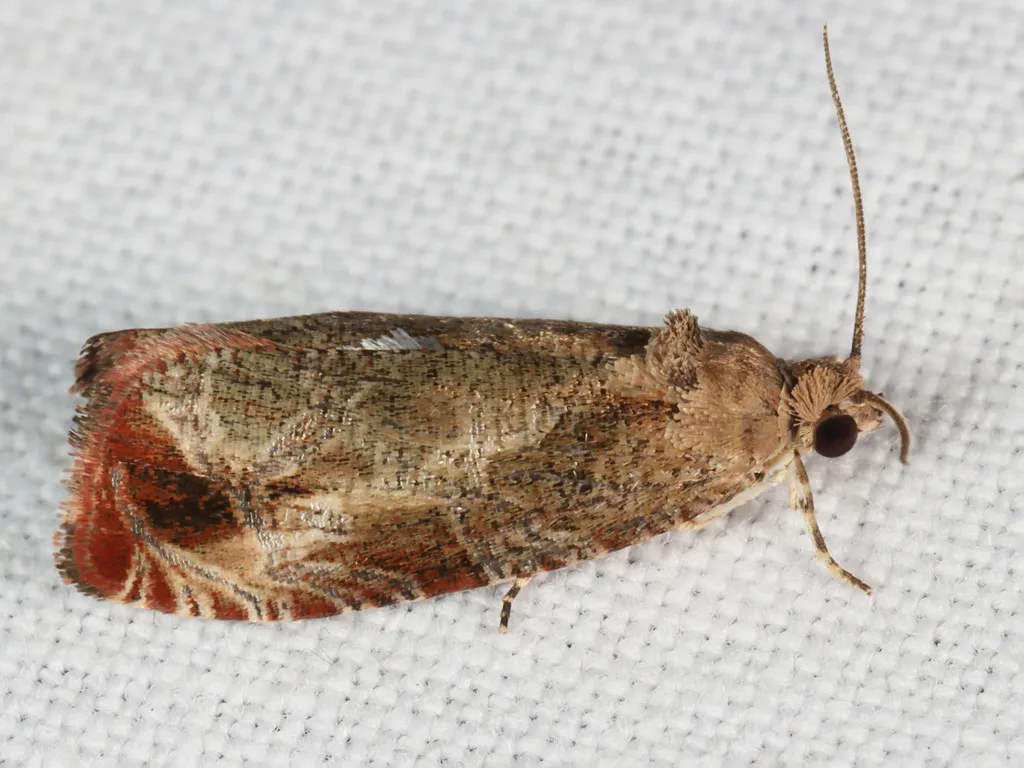 Olethreutes merrickana - Hodges#2803 - photo 2