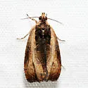 Mysterious Olethreutes - Hodges#2799.1 - photo 2