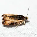 Mysterious Olethreutes - Hodges#2799.1 - photo 3