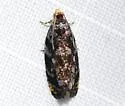 Olethreutes n-sp-nr-auricapitana - Hodges#2830.1 - photo 2