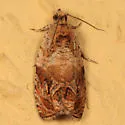 Olethreutes n-sp-nr-baccatana - photo 2