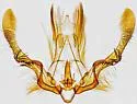 Olethreutes n-sp-nr-baccatana - photo 3