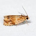 Olethreutes n-sp-nr-baccatana - photo 4