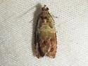 Olethreutes n-sp-nr-baccatana - photo 5