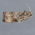 n. sp. nr. furfuranum - Hodges#2776.85 - Olethreutes n-sp-nr-furfuranum