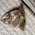 Olethreutes n-sp - Hodges#2807.86 - photo 2