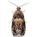 Olethreutes n-sp - Hodges#2807.86 - photo 4