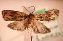 Variable Nigranum - Hodges#2800 - photo 2