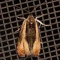 Variable Nigranum - Hodges#2800 - photo 3