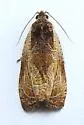 Variable Nigranum - Hodges#2800 - photo 4