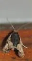 Variable Nigranum - Hodges#2800 - photo 5