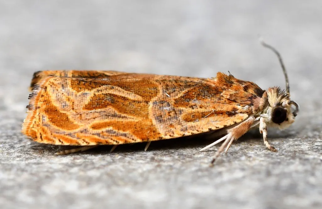 Olethreutes nitidana - Hodges#2775 - photo 2