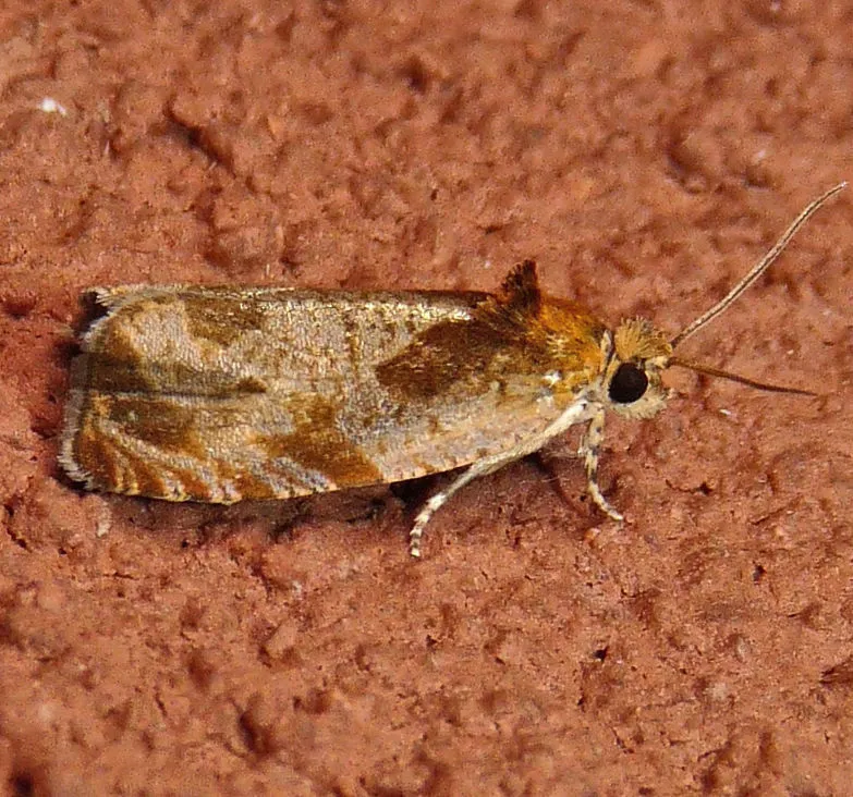 Olethreutes ochrosuffusanum - Hodges#2806 - photo 2