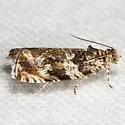 Olivaceous Olethreutes - Hodges#2778 - photo 4