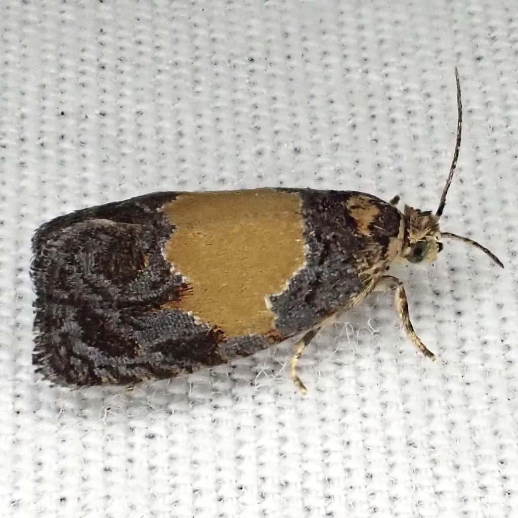 Olethreutes osmundana - Hodges#2829 - photo 2