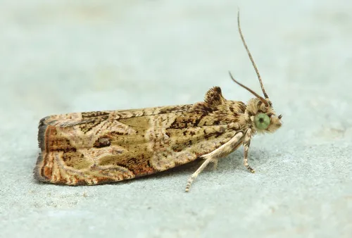 Raspberry Leafroller Moth - Hodges#2817