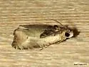 Olethreutes punctanum - Hodges#2786 - photo 2