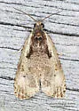 Olethreutes punctanum - Hodges#2786 - photo 4