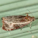 Olethreutes quadrifidum - Hodges#2794 - photo 2