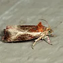 Olethreutes quadrifidum - Hodges#2794 - photo 4