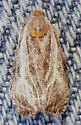 Olethreutes quadrifidum - Hodges#2794 - photo 5