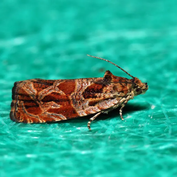 Olethreutes sericoranum - Hodges#2810 - photo 2