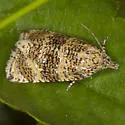 Olethreutes sordidana - Hodges#2834 - photo 3
