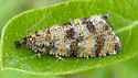 Olethreutes sordidana - Hodges#2834 - photo 4