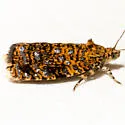 Olethreutes sordidana - Hodges#2834 - photo 5