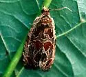 Basswood Olethreutes - Hodges#2795