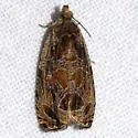 Basswood Olethreutes - Hodges#2795 - photo 5