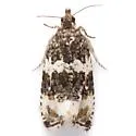 Olethreutes trinitana - Hodges#2849 - Olethreutes trinitana