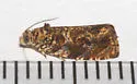 Olethreutes troglodanum - Hodges#2824 - photo 3