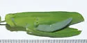 Olethreutes troglodanum - Hodges#2824 - photo 4