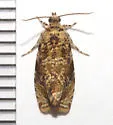Olethreutes troglodanum - Hodges#2824 - photo 5