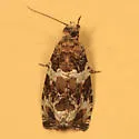 Olethreutes valdanum - Hodges#2812 - photo 2