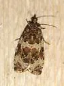 Olethreutes valdanum - Hodges#2812 - photo 4