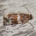 Olethreutes valdanum - Hodges#2812 - photo 5