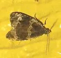 Olethreutes versicolorana - Hodges#2814