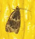 Olethreutes versicolorana - Hodges#2814 - photo 2